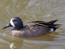 Blue-Winged Teal (WWT Slimbridge March 2012) - pic by Nigel Key